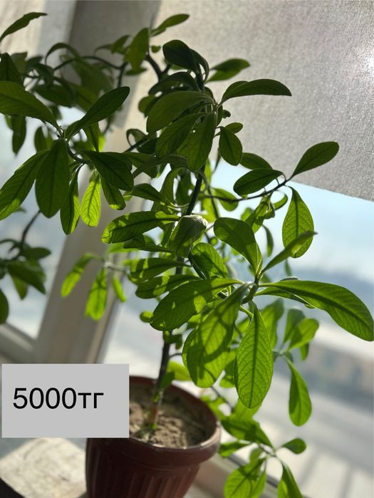 Красивве цветы для дома и офиса