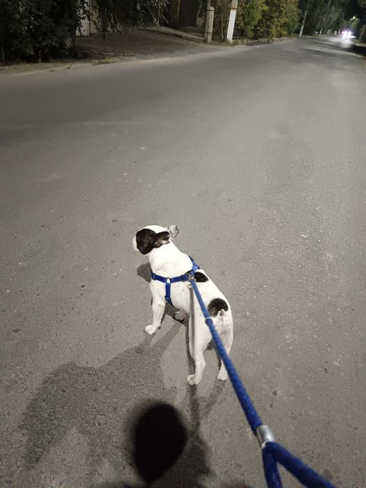 Нужна невеста для вязки.