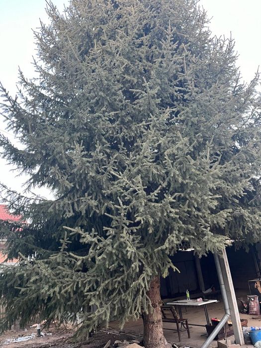 Ёлка натуральная