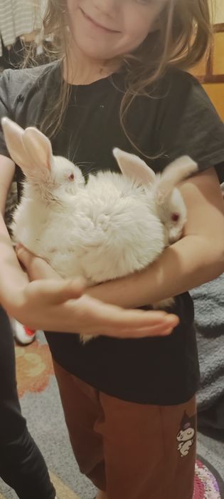 Крольчата продабтся