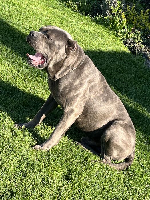 Кане корсо вязка