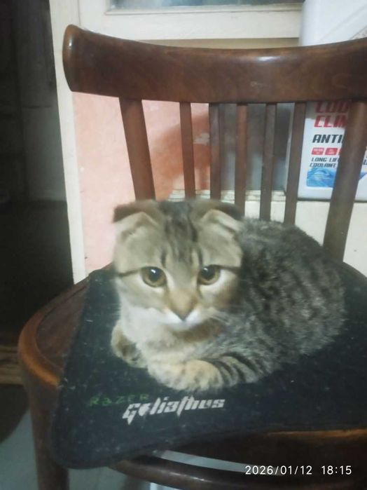 Взрослые котята в добрые руки. Смотрите фото