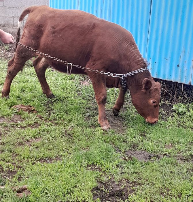 Продаётся Телка  1 ГОДОВАЛАЯ,