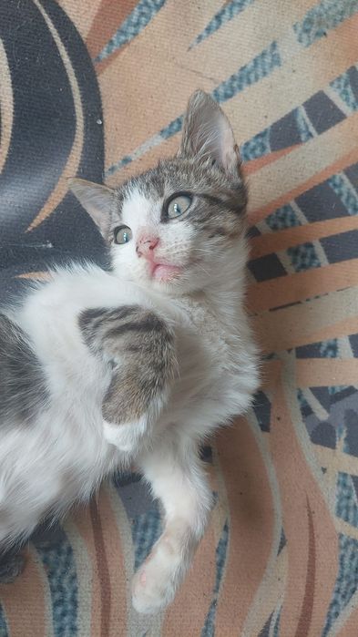 Отдам в  добрые руки
