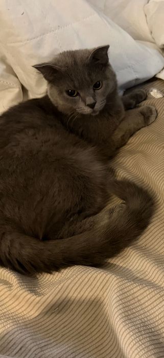 Шотландская вислоухая кошка