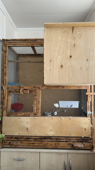 Попугай индийский кольчатый ( ожереловые)