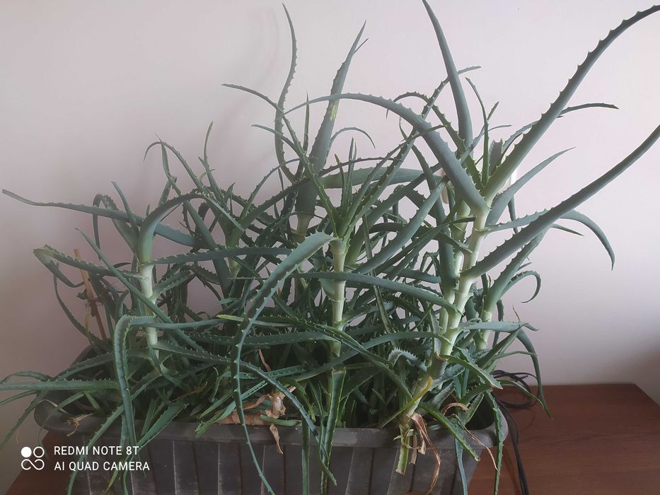Продам алоэ древовидный