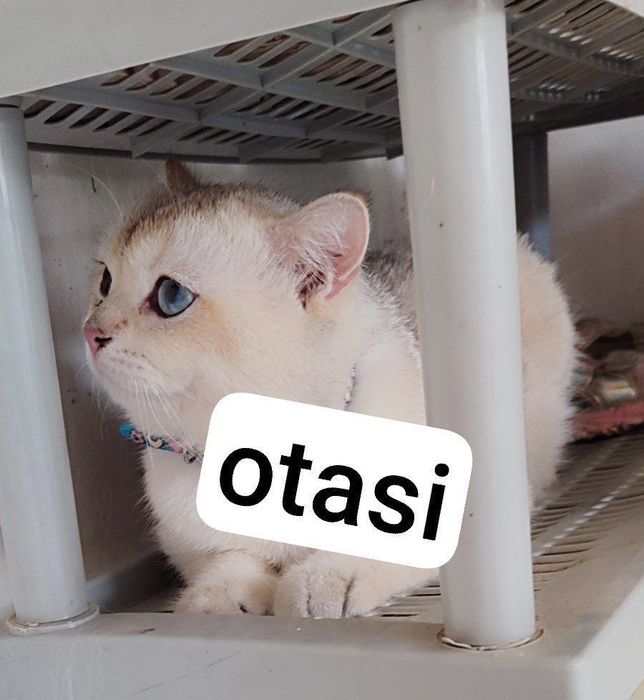 Zolotaya shinshilla 2 ta mushukcha 2 oylik
