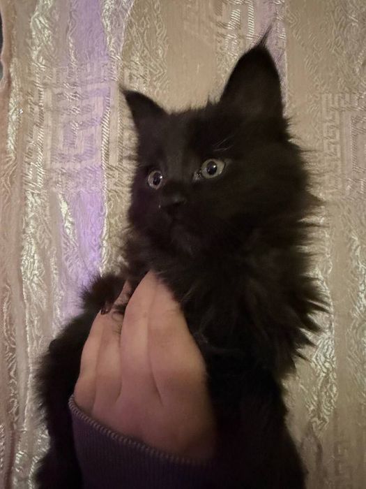 милые котята, в хорошие руки