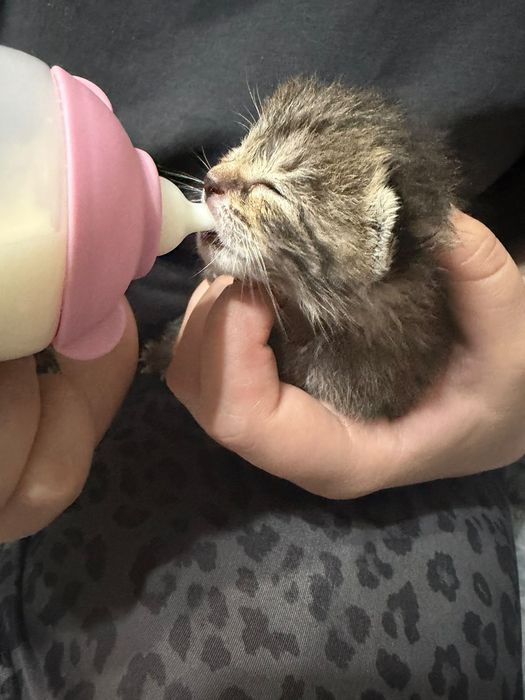 Котята отдам срочно