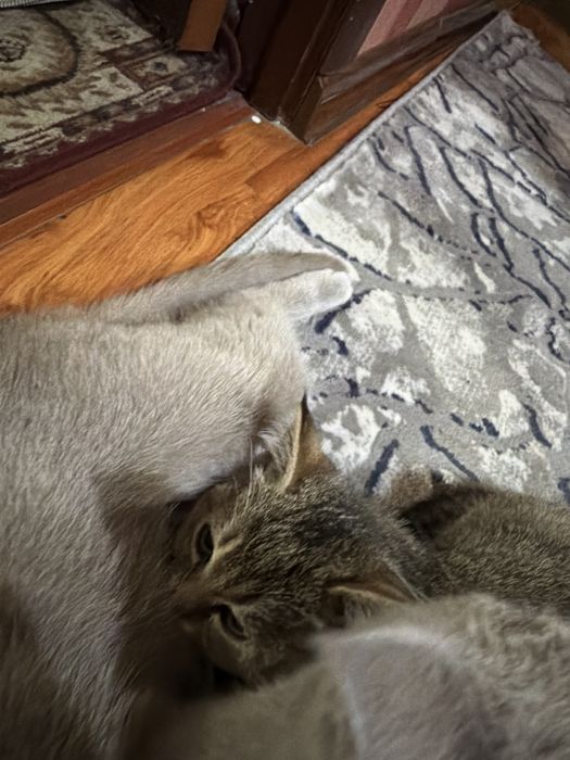 Катёнок 2 месяца