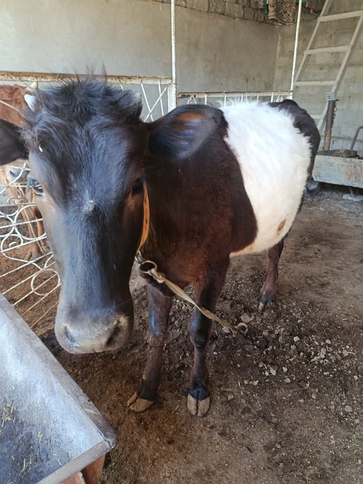 Она бола сигир сотилади