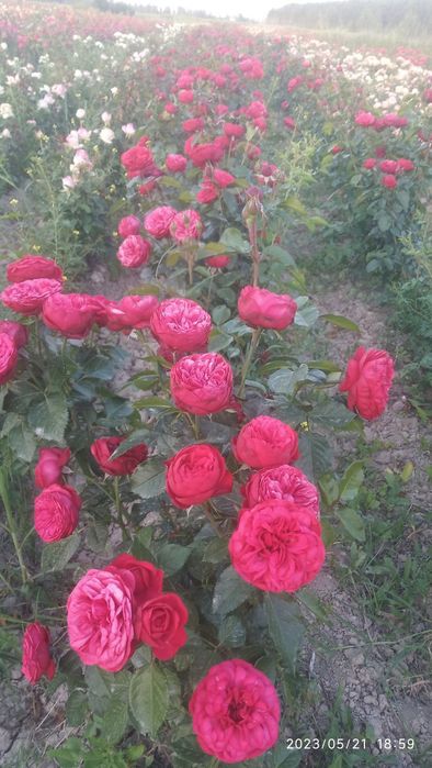 Shtamp atirgul ko'chatlla sotamiz