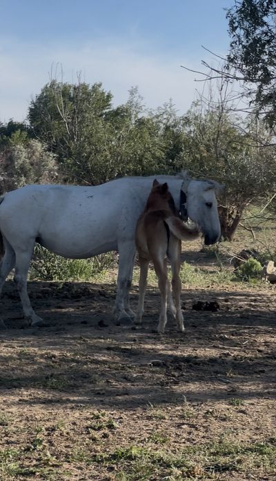Үйір жылқы буаз биелер сатылады