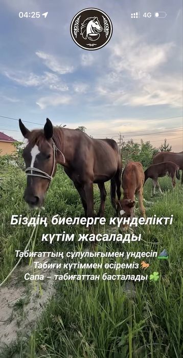 САУМАЛ көзбе көз Шымкент қаласы