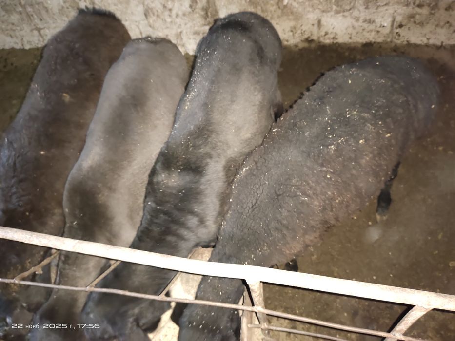 Куйлар супер нархда.