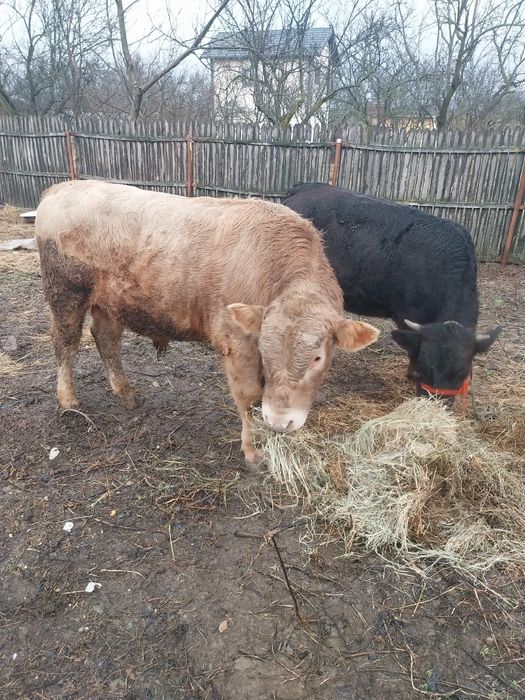 Taur Charolais   11 luni