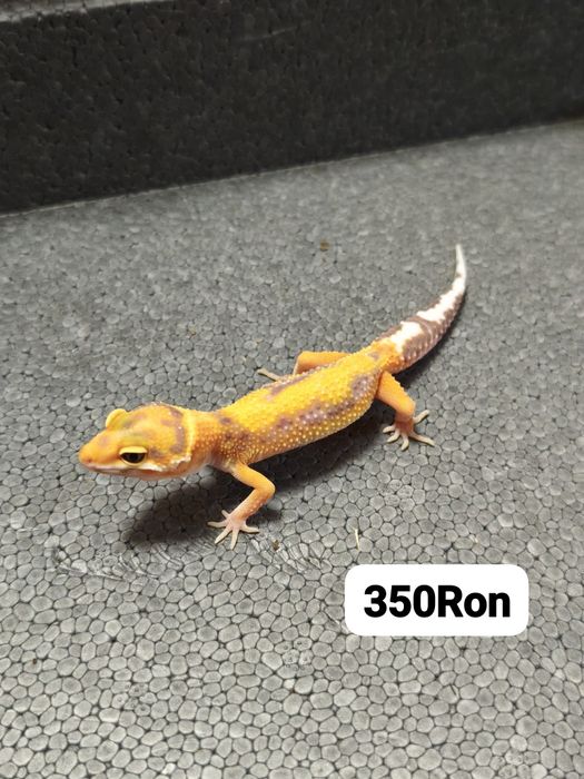 Soparla Gecko Leopard