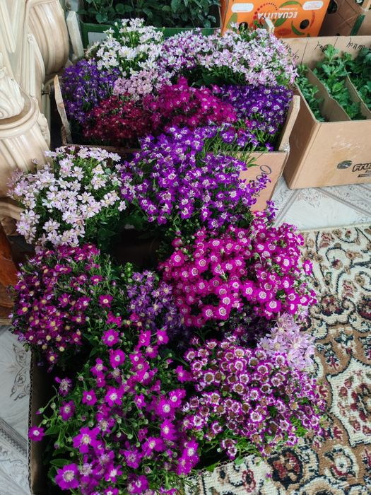 Продам цветы 500