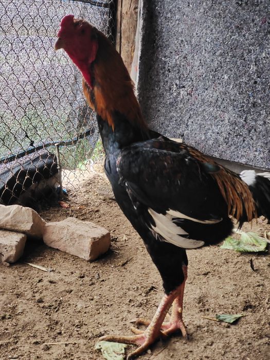 Молодой дакан бойцовый кораз сатылады