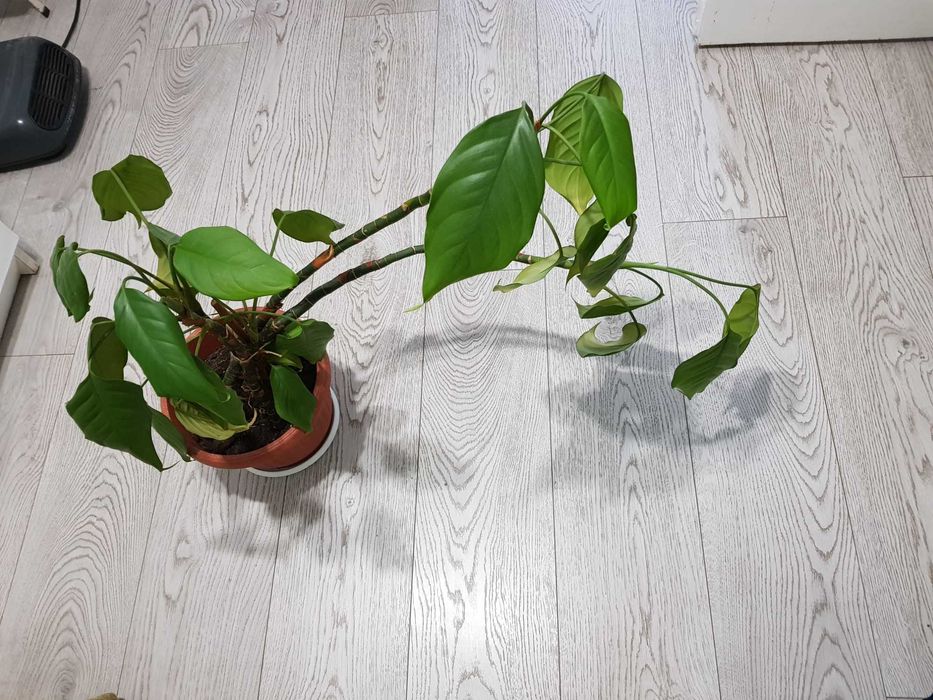 Стайно цвете в саксия юка