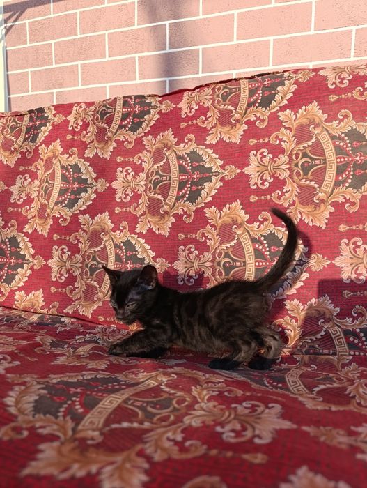 Bengal bolasi oyli ovqat yevoti sutan ciqan