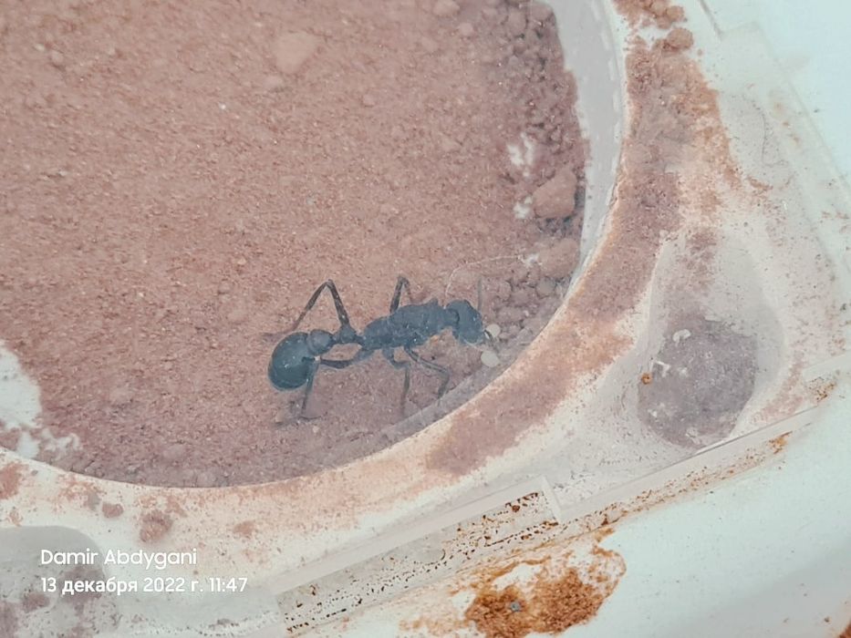 Myrmecia forficata | муравей-бульдог