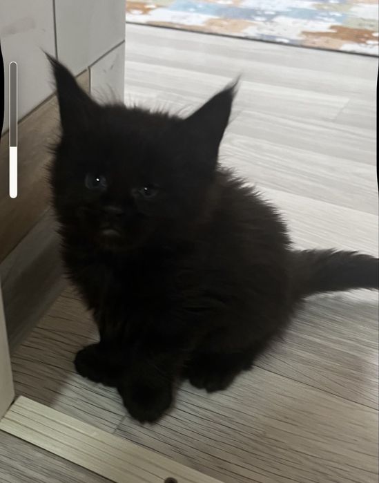 Котята Полидакты