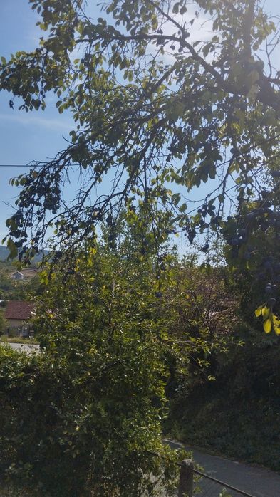 Vând prune pentru țuică