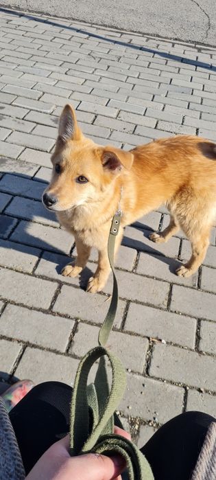 Щенок (мальчик) ищет дом и добрые руки