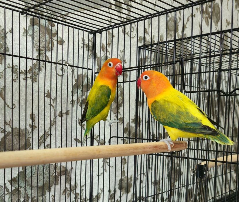 Green Euwing Opaline Sotiladi