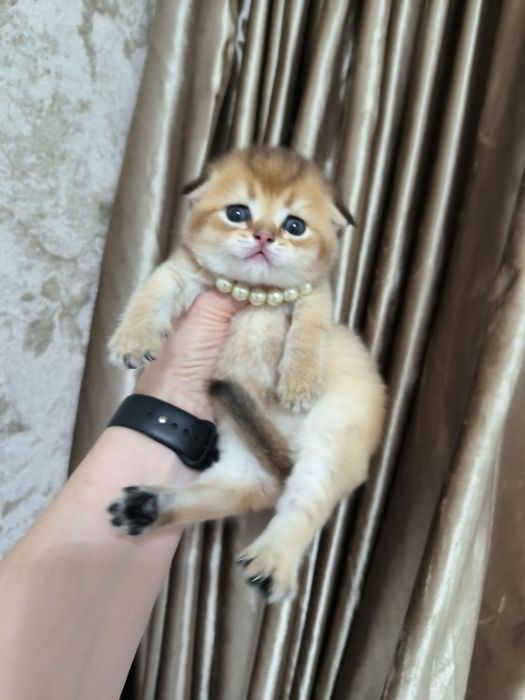 Чистокровные котята