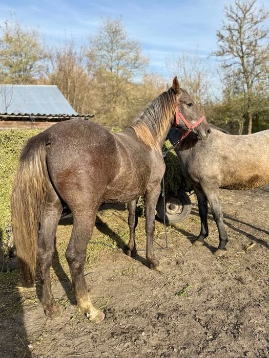 Vand doi manji surei de un an si 6 luni manz si manza