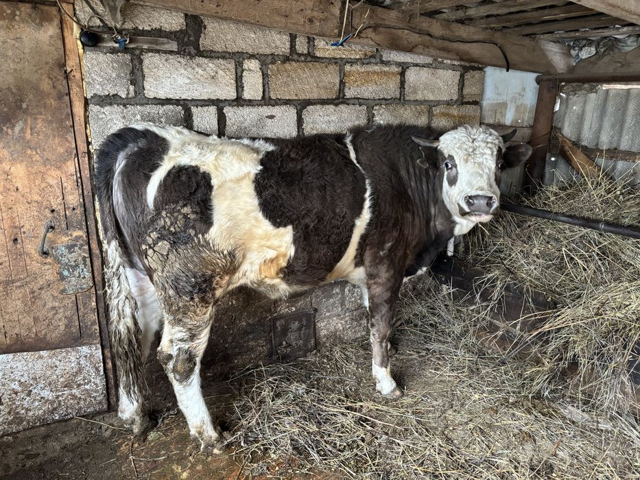 Продам двух бычков