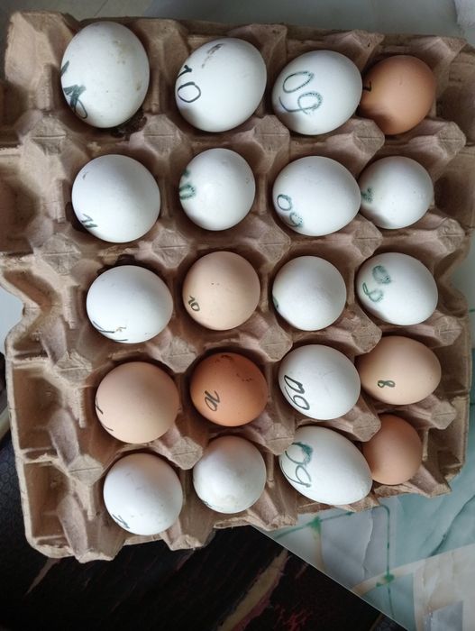 Продам домашние яйца (инкубационные)