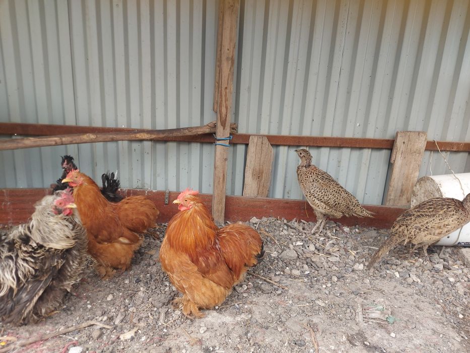 Кохенхин палевый пара