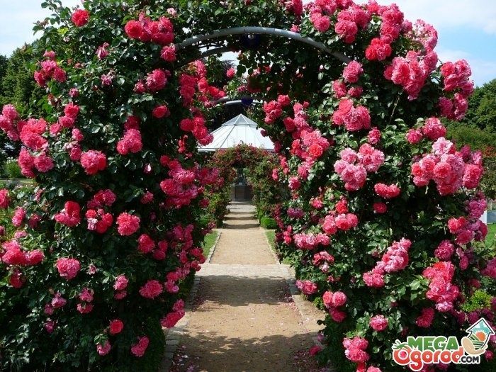 Бульдонеш.      вюшая р о за   .ПовлоняШтампова роза.    Инд ийский.Си