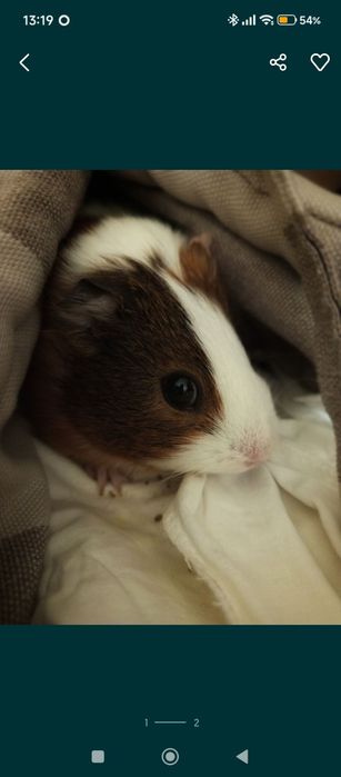 Морская свинка. Девочка