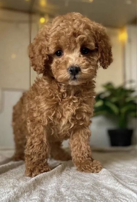 Шенки пудель малинкие