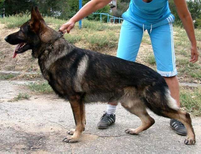 Щенки рабочие овчарки