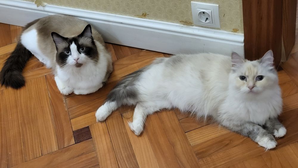 Котенца Регдол – 7 пухкави бебета почти на 3 месеца