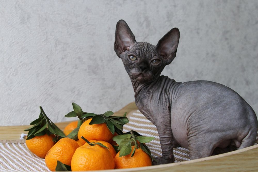 Сфинксы. Котята.