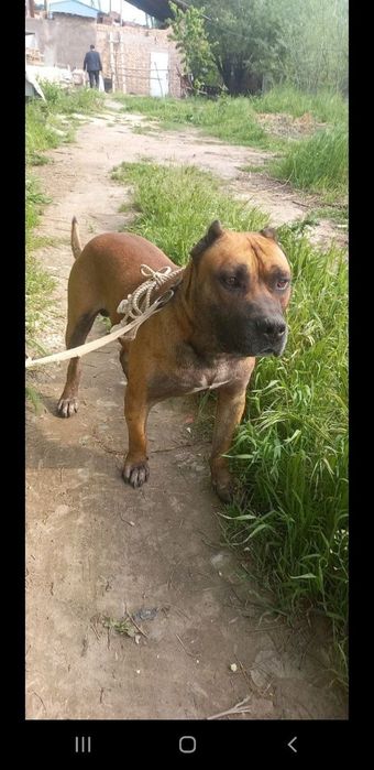 Собака Пидбул aqilli it