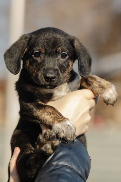 Щенок в добрые руки