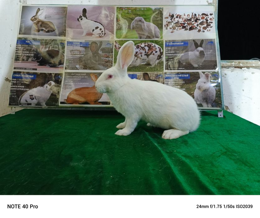 Хикол ( Италия)тоза кон