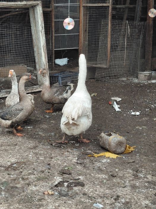 продам гусей семья 4+1