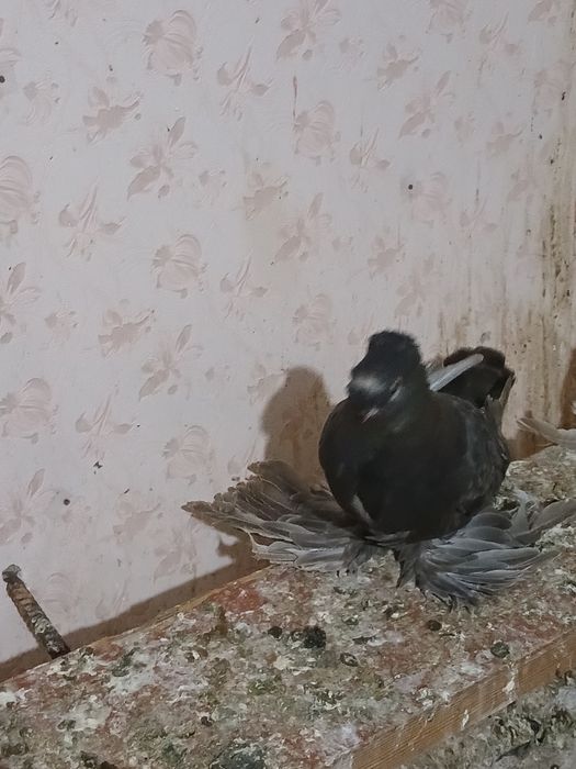 Продам Голубей...