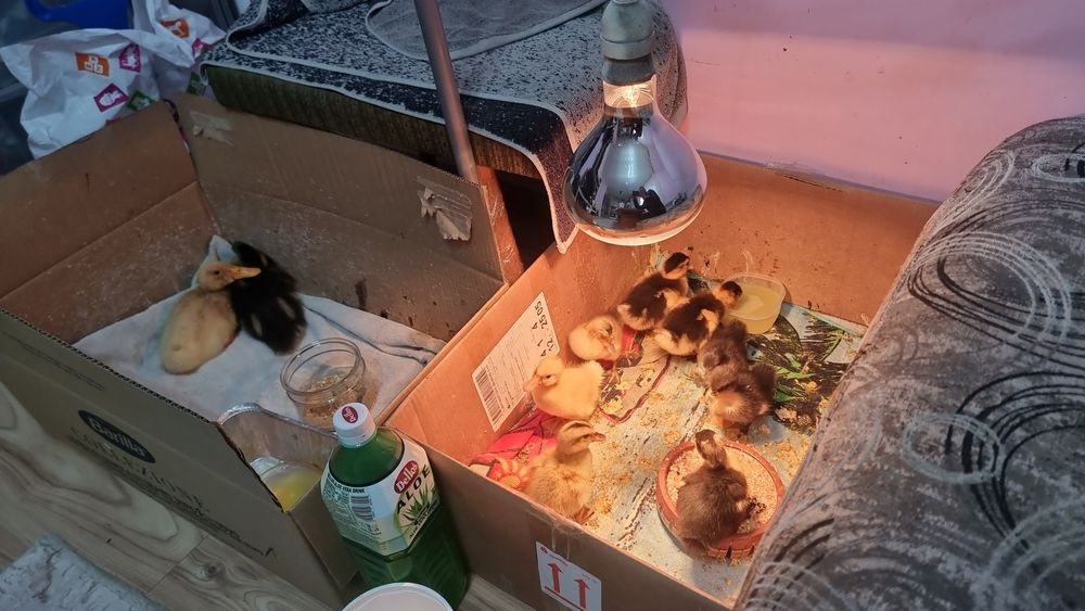 Продавам неми патици,,юрдечки,яйца,и малки.