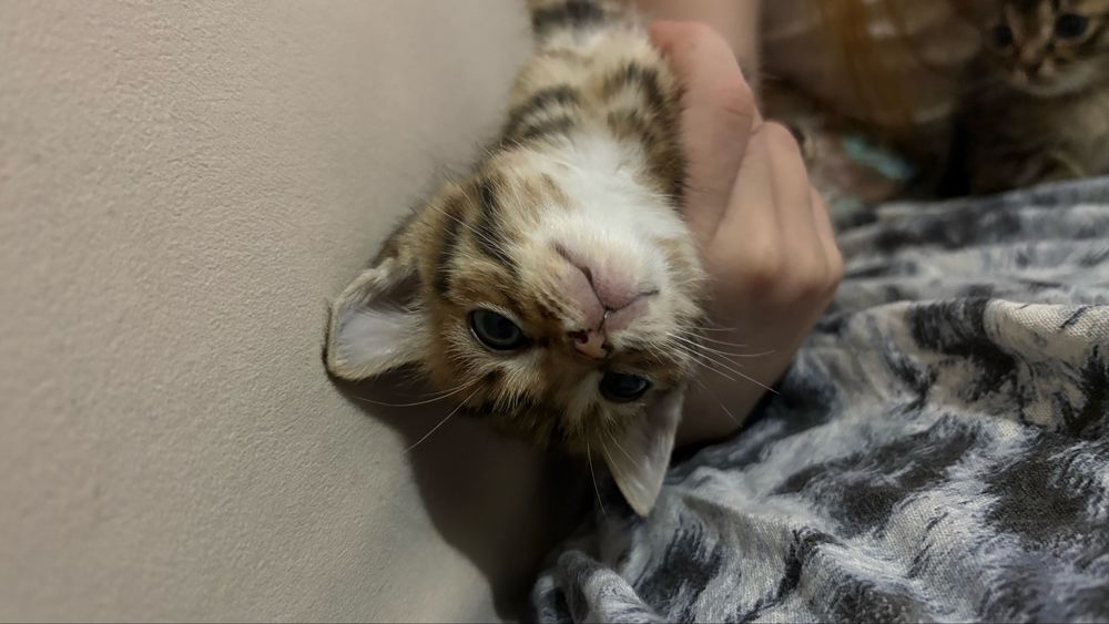 Отдам котят 1 месяц