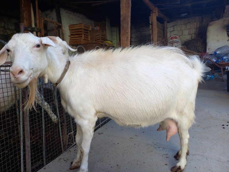 Хакикий зотли, сути бор эчкилар сотувда